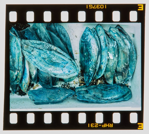 2000 Joint Honours Degree Show Slide - Creator unknown
