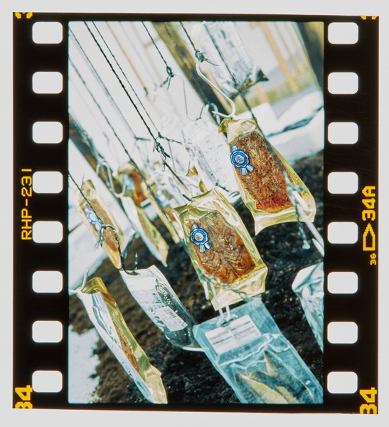 2000 Joint Honours Degree Show Slide - Creator unknown