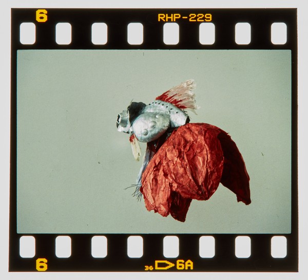 1999 BTEC Degree Show Slide - Creator unknown